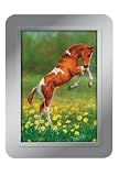 Tree-Free Greetings Dances with Daisies Deluxe Playing Cards, Multicolored (71005)