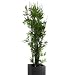 Realistic Faux Potted Bamboo Tree - MOTIF Modern Living