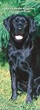 Labrador Retrievers, Black 2008 Slimline Calendar