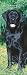 Labrador Retrievers, Black 2008 Slimline Calendar