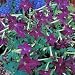 Nicotiana Perfume