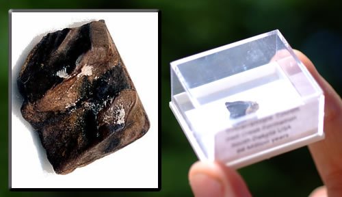 FS9166: Dinosaur Tooth - TRICERATOPS from the USA 9-16mm