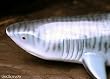 Taxidermy Quality 18" Fiberglass Tiger Shark Wall Mount