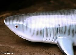 Taxidermy Quality 18" Fiberglass Tiger Shark Wall Mount