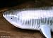 Taxidermy Quality 18" Fiberglass Tiger Shark Wall Mount