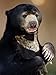 Malayan Sun Bear Photographic Poster Print by Anup Shah, 12x16