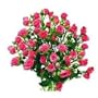 Fresh Pink Spray Roses