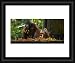 Sabah Malaysia, Borneo, Orang Utan - Official Framed Print 10x8 (25x20cm) by Jason Friend