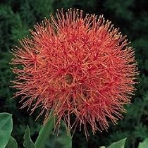 African Blood Lily Plant - Indoors/Out - Haemanthus