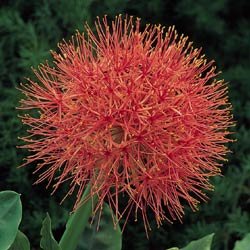 African Blood Lily Plant - Indoors/Out - Haemanthus
