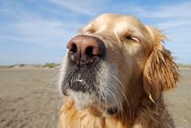 Click to Download Free Kindle Book -> The BEST Pet Guide!