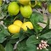 Lemon - Eureka Tree