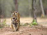 Female Indian Tiger (Bengal Tiger) (Panthera Tigris Tigris), Bandhavgarh National Park, India Stretched Canvas Poster Print by Thorsten Milse, 18x24
