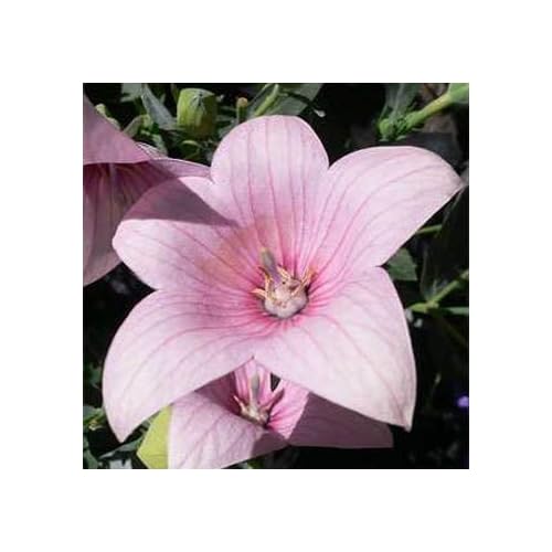 Pink Balloon Flower Perennial Flower Seeds
