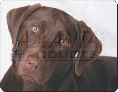 CHOCOLATE LABRADOR GIFTS Mouse Mat