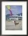 A German Shepherd Leaps for a Kite on the Beach at the Lincoln City Kite Festival Framed Photographic Poster Print by Phil Schermeister, 17x21