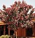 Crape Myrtle Tree, 6 to 8 Foot, Flowering Shade, North Carolina Local Delivery or Pic...