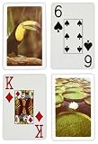 Copag Bridge Size Jumbo Index Playing Cards (Amazonia Setup)