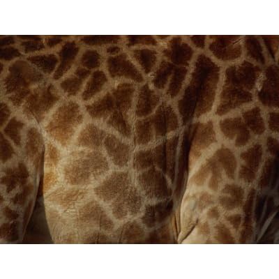 Close-up of the Patterns on a Giraffe Photographic Poster Print by Raymond Gehman
