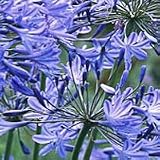 Agapanthus 'Headbourne' Seeds x 1 Packet FREEPOST UK