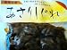 【送料無料】有明名産 あさりしぐれ （あさり佃煮）１２５ｇ