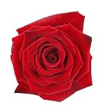 Red Rose Isolated on White Background - 36