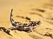 A Thorny Devil (Moloch Horridus) on Sand Photographic Poster Print, 24x18