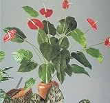 Anthurium / Flamingoblume 6 Blüten 90cm