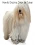 How to Groom A Coton de Tulear The Right Way