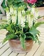 WHITE pineapple lily (Eucomis ' Tugela Jade') (2 seeds) Fragrant & exotic