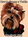 yorkshire_terrier41yorkshire terrier - How to Groom A Yorkshire Terrier The Right