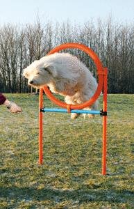 Trixie 3208 Dog Activity Agility Ring, 115 &times; &oslash; 3 cm, &oslash; 65 cm, orange/blau Preisvergleich