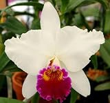Lc Cheryl Mills = Lc Coastal Splendor x Lc Log Cabin
