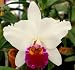 Lc Cheryl Mills = Lc Coastal Splendor x Lc Log Cabin