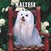   - Maltese 2008 Wall Calendar