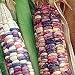 Organic Rainbow Inca Sweet Corn - 75 Seeds