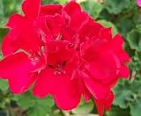 Rosealyn Lizette Geranium Seed Pack