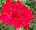 Rosealyn Lizette Geranium Seed Pack