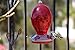 Hummingbird Feeder by Grateful Gnome - Large Hand Blown Stained Glass Feeder for Garden, Patio, Outdoors, Window with Accessories S-Hook, Ant Moat, Brush - 20 fl oz, Red Egg Design