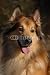 Wallmonkeys Peel and Stick Wall Decals - Chien - Removable Graphic