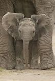 Wildlife - Posters Elephant - Big Ears
