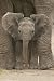 Wildlife - Posters Elephant - Big Ears