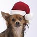 Pet Supplies : Dog Santa Christmas Holiday Hat Size Small