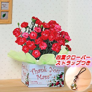 母の日ギフト カーネーション「マジカルチュチュチェリーレッド」５号鉢 Ｙ－ＭＣＲ