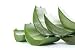 Aloe Vera - 36