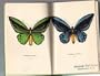 Tropical Butterflies