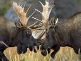Close-up of Two Moose Locking Horns and Fighting (Alces Alces) Photographic Poster Print by Roy Toft, 16x12
