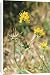 Canvas Prints of Bird s-foot / Birdsfoot TREFOIL from Ardea Wildlife Pets