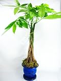 9GreenBox - Large 5 Money Tree Plants Braided Into 1 Tree -Pachira with 6 Ceramic Pot