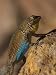A Black-Tailed Brush Lizard in a Courtship Display Animal Photographic Poster Print, 12x16